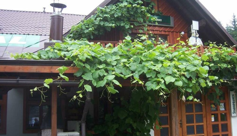 Penzion Alf Rokytnice nad Jizerou